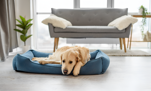 The Importance of Choosing the Right Pet Bed