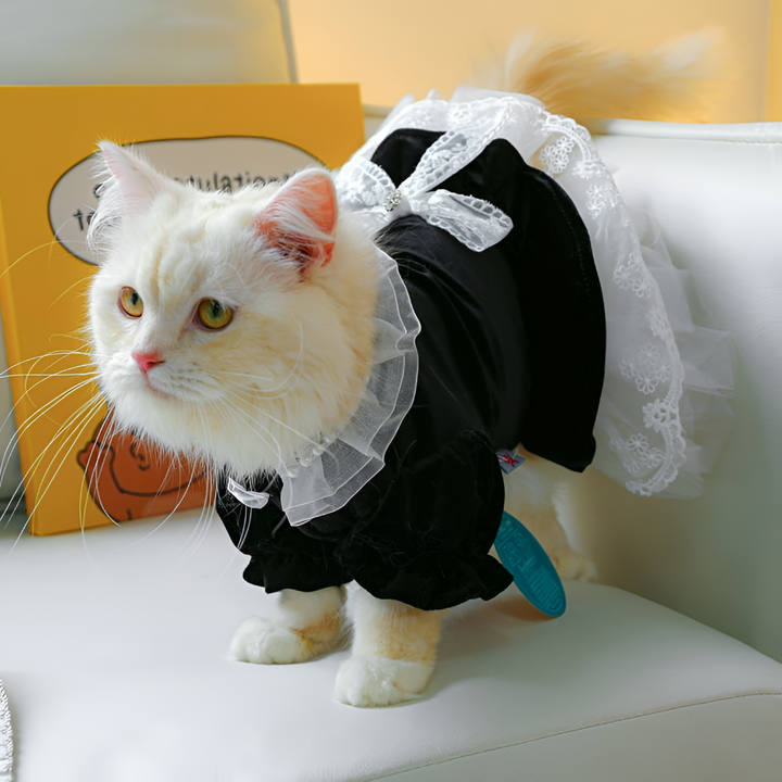 Dressing Your Pet in Style and Comfort