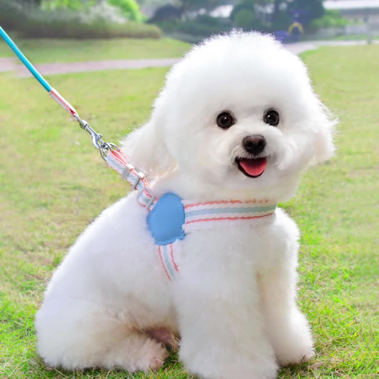 Summer Breathable Pet Chest Vest Harness With Walking Leash