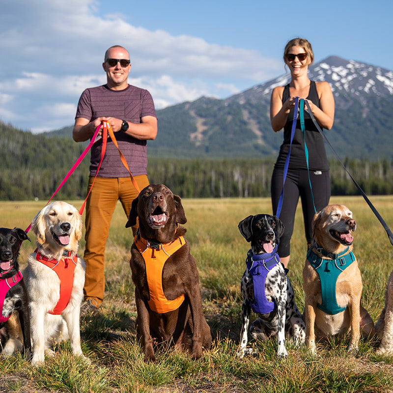 Chest Back Pet Harness And Leash Set For Walking